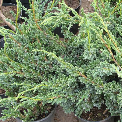 Можжевельник китайский "Blue Alps"