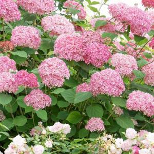 Гортензия древовидная "Pink Pincushion"