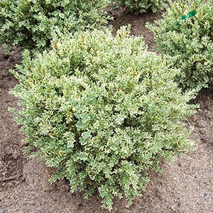 Самшит вечнозеленый "Variegata"