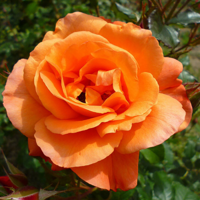 Роза "Orange Symphonie"