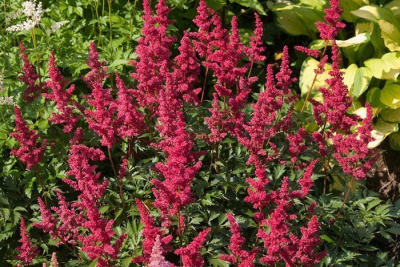 Астильба китайская "Mighty Chocolate Cherry"